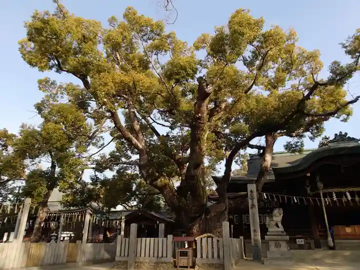 石切劔箭神社の自然