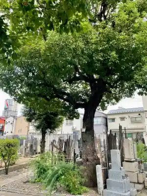 宗林寺(東京都)