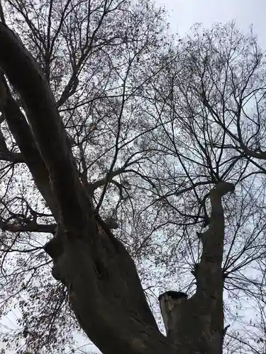 笠原神社の自然