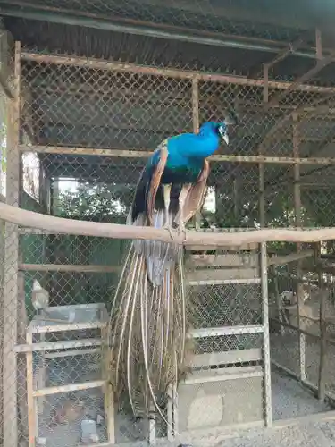 岩槻久伊豆神社の動物