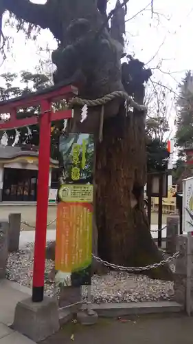 新田神社の自然