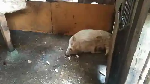 宝八幡宮の動物