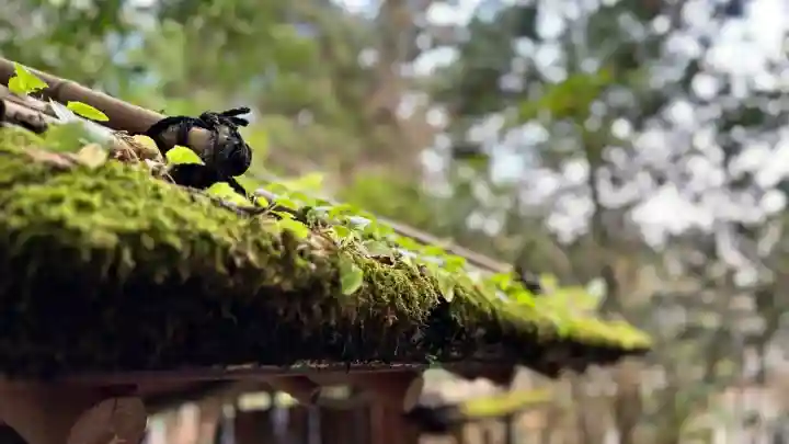 椿大神社(三重県)