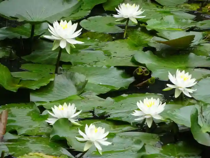 天台宗 長窪山 正覚寺の自然