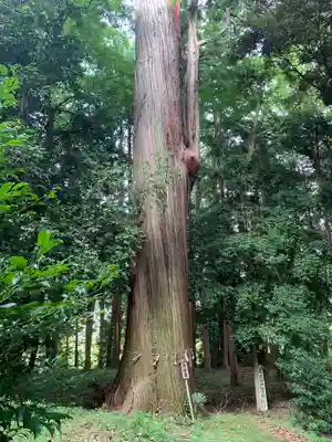 賀茂神社の自然