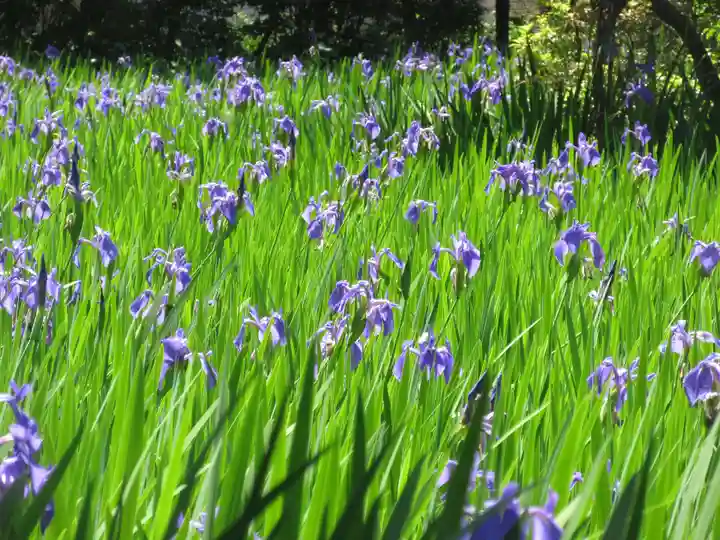 大田神社(賀茂別雷神社境外摂社)の自然