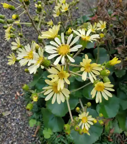 沙沙貴神社の自然