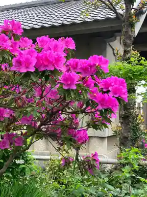 白山神社(東京都)