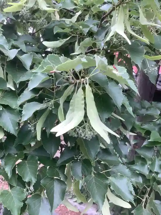 玉林寺(小牧観音)の自然
