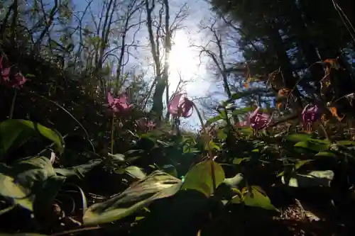 鹿島大神宮の自然