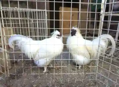 榮久山大法寺(東京都)