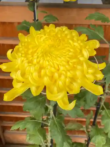 菊名神社(神奈川県)