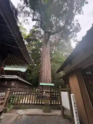 事任八幡宮の{uncategorized: "未分類", other: "その他", undefined: "問題あり", building: "その他建物", grave: "お墓", sacred_gate: "鳥居", guardian: "狛犬", statue: "像", buddha: "仏像", history: "歴史", nature: "自然", garden: "庭園", animal: "動物", pagoda: "塔", temizu: "手水舎", mountain_gate: "山門・神門", sanctuary: "本殿・本堂", subordinate: "末社・摂社", art: "芸術", scenery: "景色", jizo: "地蔵", ema: "絵馬", goshuin: "御朱印", omikuji: "おみくじ", items: "授与品その他", amulet: "お守り", goshuincho: "御朱印帳", eats: "食事", festival: "お祭り", votive_dance: "神楽", shichigosan: "七五三参", wedding: "結婚式", experience: "体験その他", initially: "初詣", around: "周辺", anti_infection: "感染症対策"}