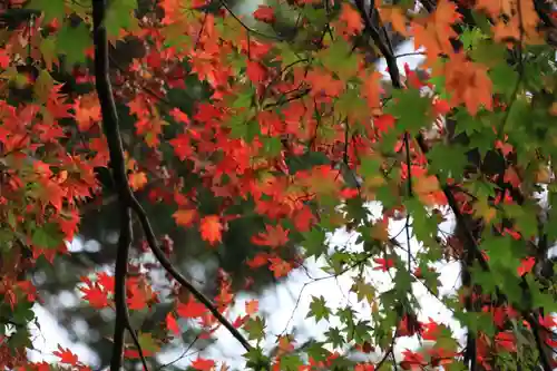 三春大神宮の自然