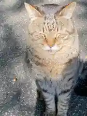 唐澤山神社の動物