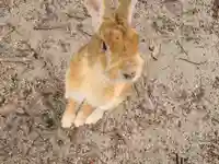 大久野島神社(広島県)