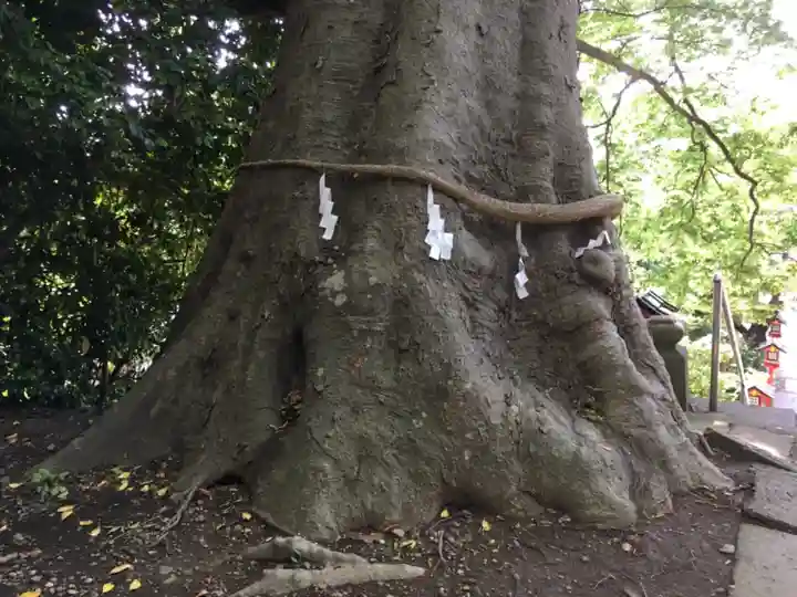 常陸第三宮 吉田神社の自然