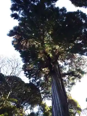 縣神社(千葉県)