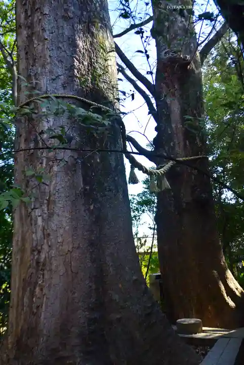 川越氷川神社(埼玉県)