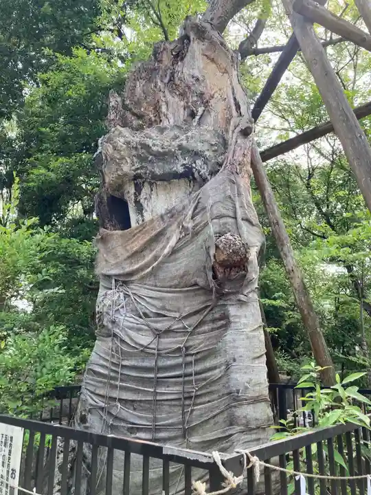 布多天神社の自然