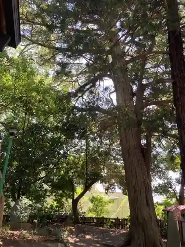 日枝神社(神奈川県)