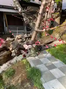 国上寺(新潟県)(2025年04月07日(月) 17時53分29秒投稿)