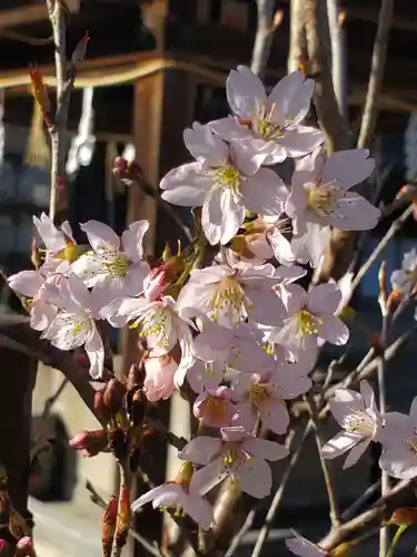 沙沙貴神社の自然