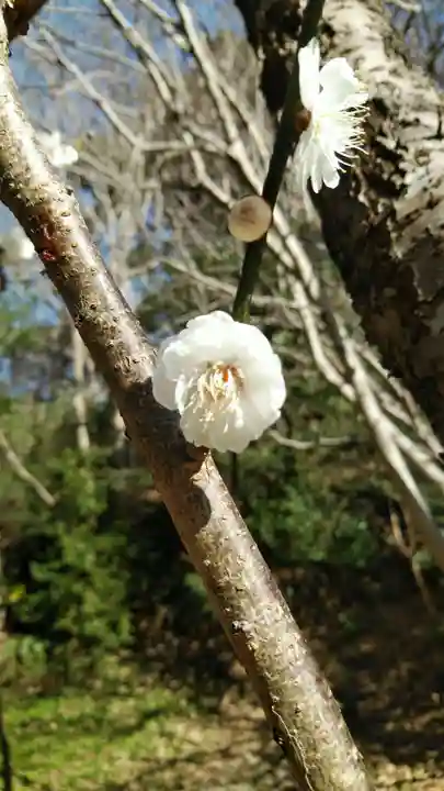 大庭神社の自然