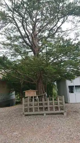 湯倉神社の自然