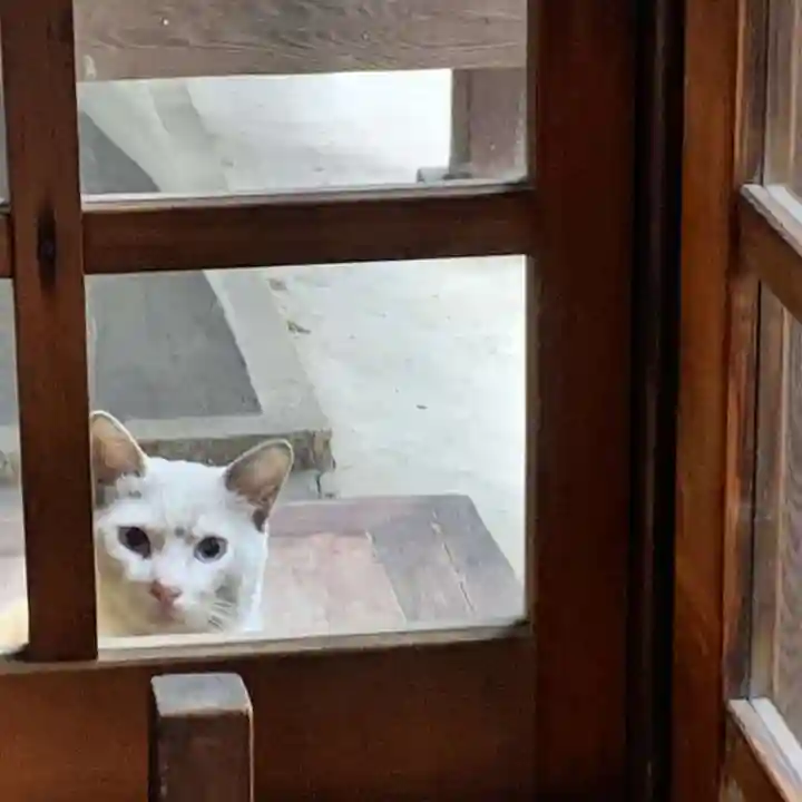 三輪神社の動物