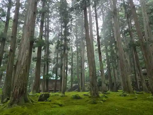 平泉寺白山神社(福井県)