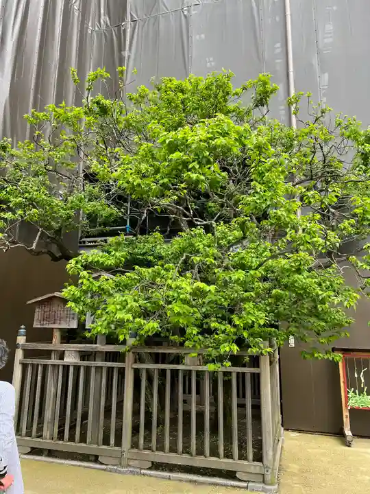 太宰府天満宮(福岡県)