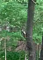 帯廣神社の動物