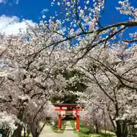 蚊里田八幡宮の桜