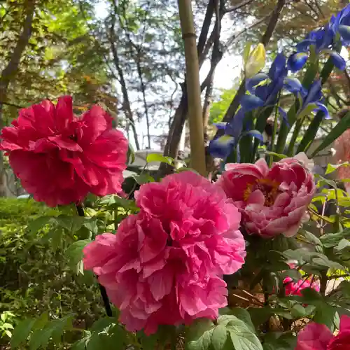 上野東照宮(東京都)