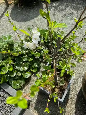 妙蓮寺(神奈川県)