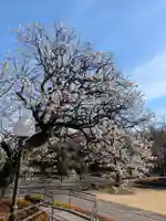 福蔵院(東京都)