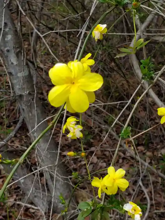高御位神社の自然