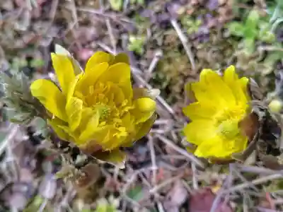 関場神社(福島県)