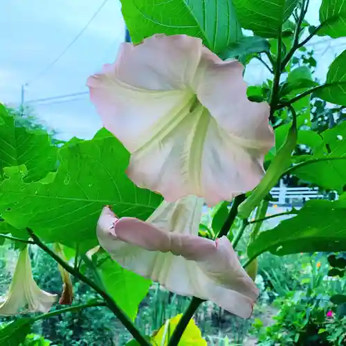 豊景神社の自然