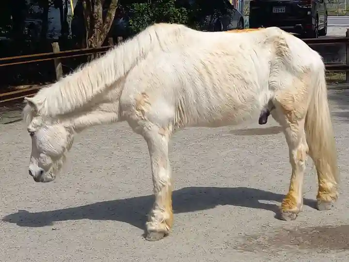 丹生川上神社(下社)(奈良県)