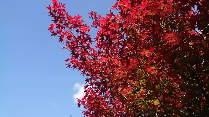 寿量山 速成寺の自然