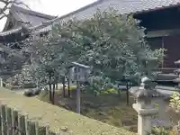 地蔵院(椿寺)(京都府)