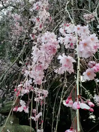 伏木香取神社の自然