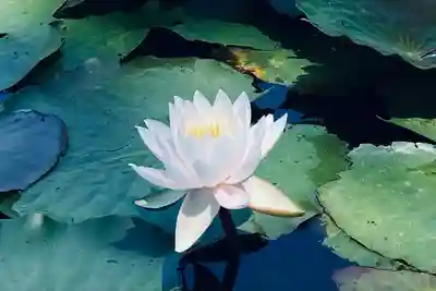 山神社(宮城県)