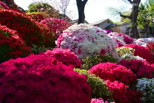 根津神社(東京都)