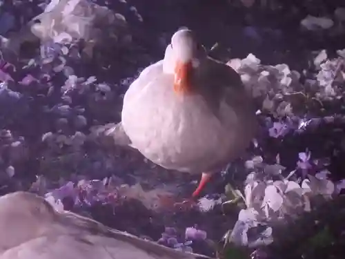 楽法寺（雨引観音）の動物