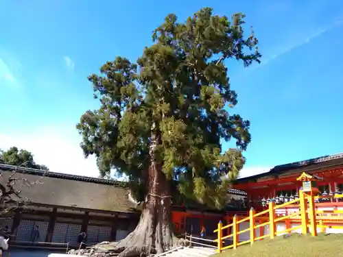 春日大社の自然