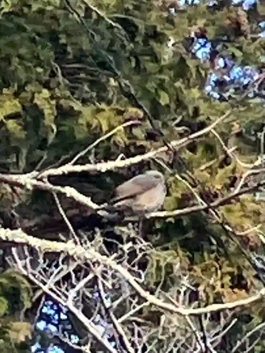 白子神社(千葉県)