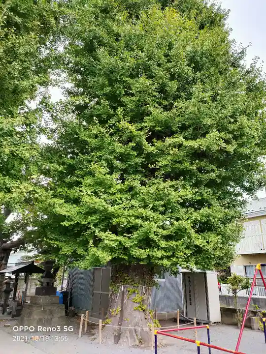 春日神社(下妙典)の自然
